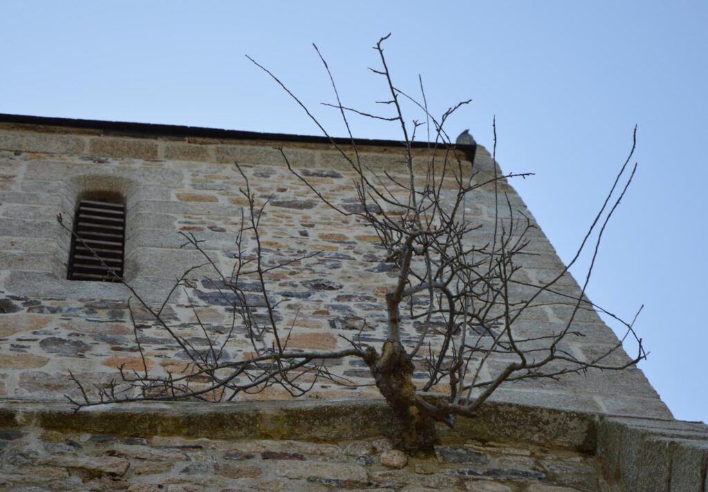 Le Clocher de l’église de Bouillon et son pommier